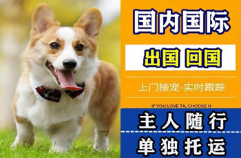 清远市宠物托运公司清远市宠物托运公司清远市宠物托运公司